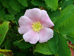 Image of alpine rose