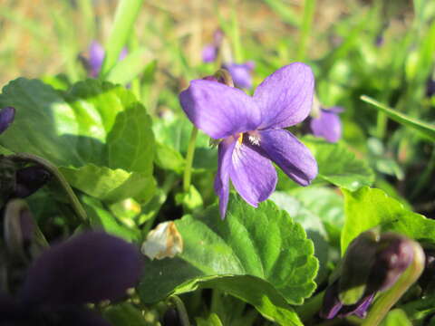 Image of sweet violet