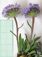 Image of largeflower fleabane