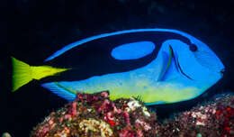 Image of Paracanthurus