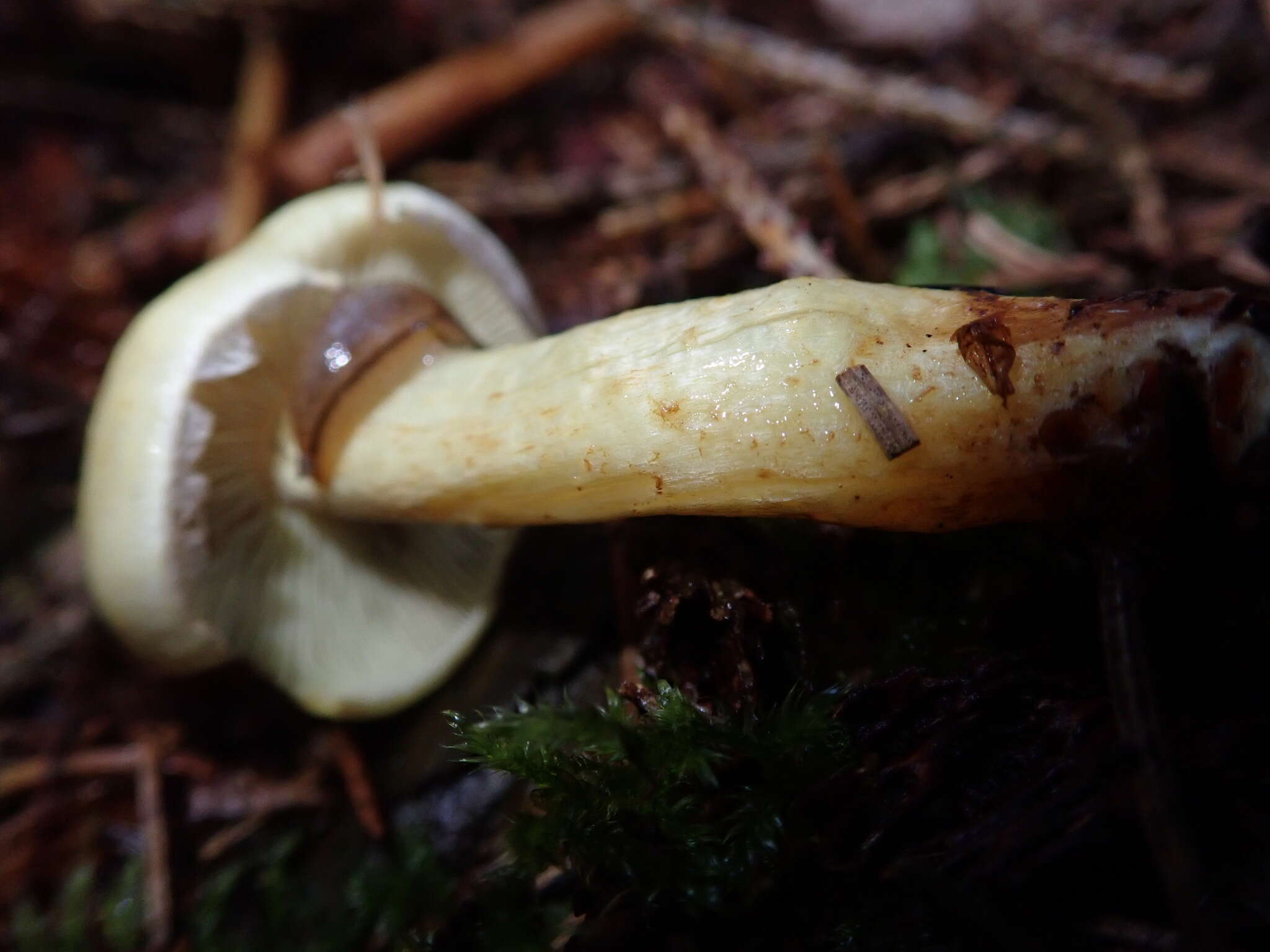 Image of Hypholoma fasciculare (Huds.) P. Kumm. 1871