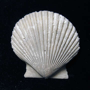 Image of Catarina scallop