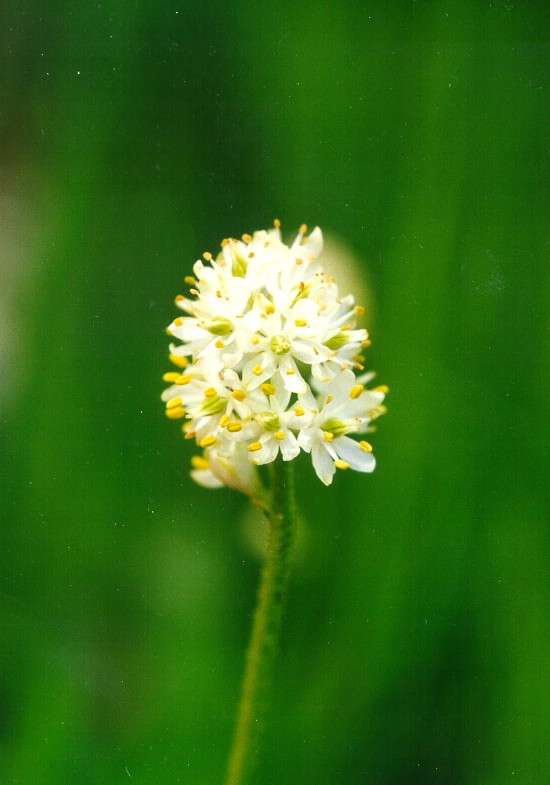 Image of western false asphodel