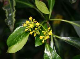 Image of Black bird-berry