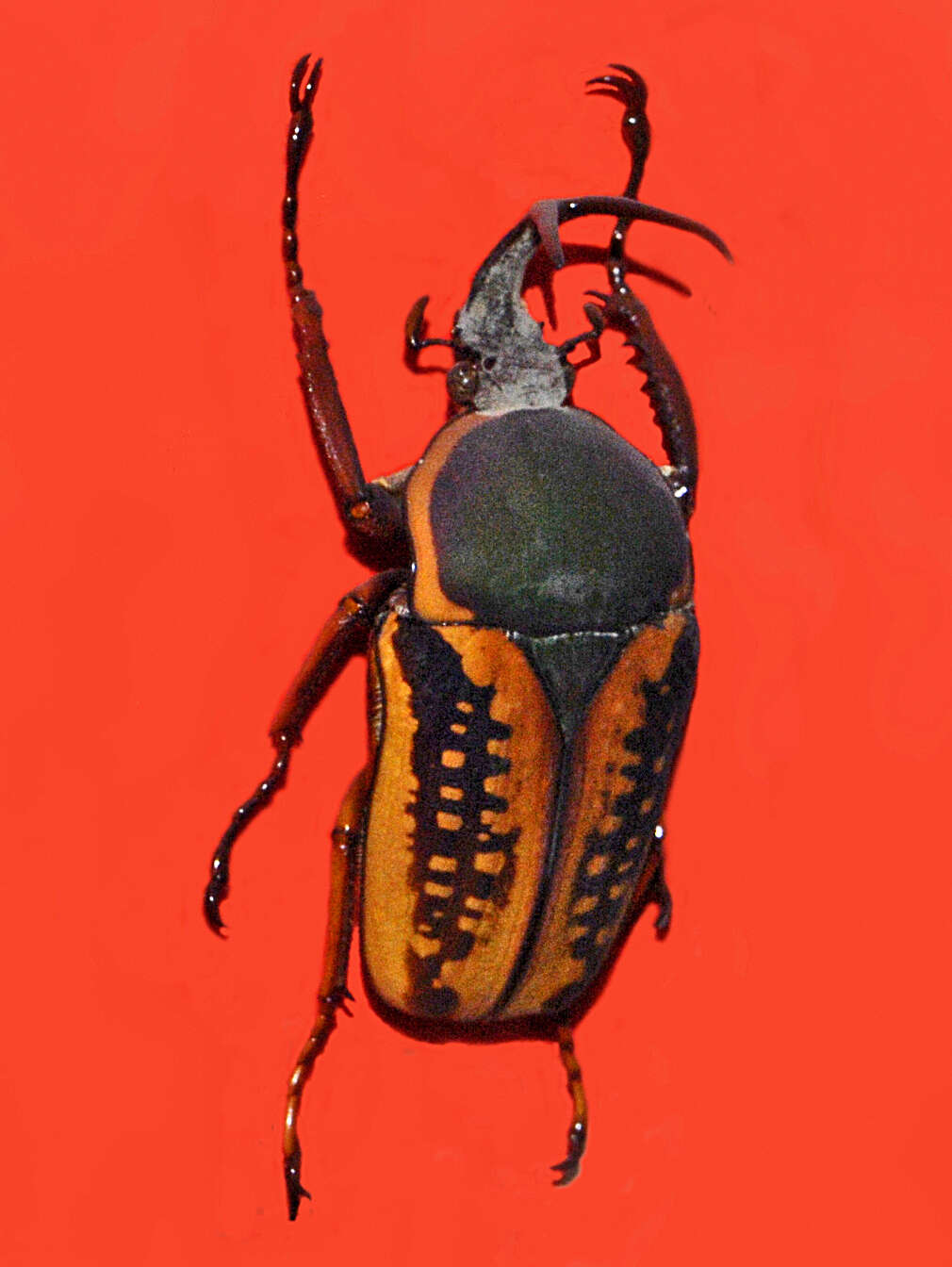 Image of Mecynorhina (Megalorhina) harrisii (Westwood 1847)