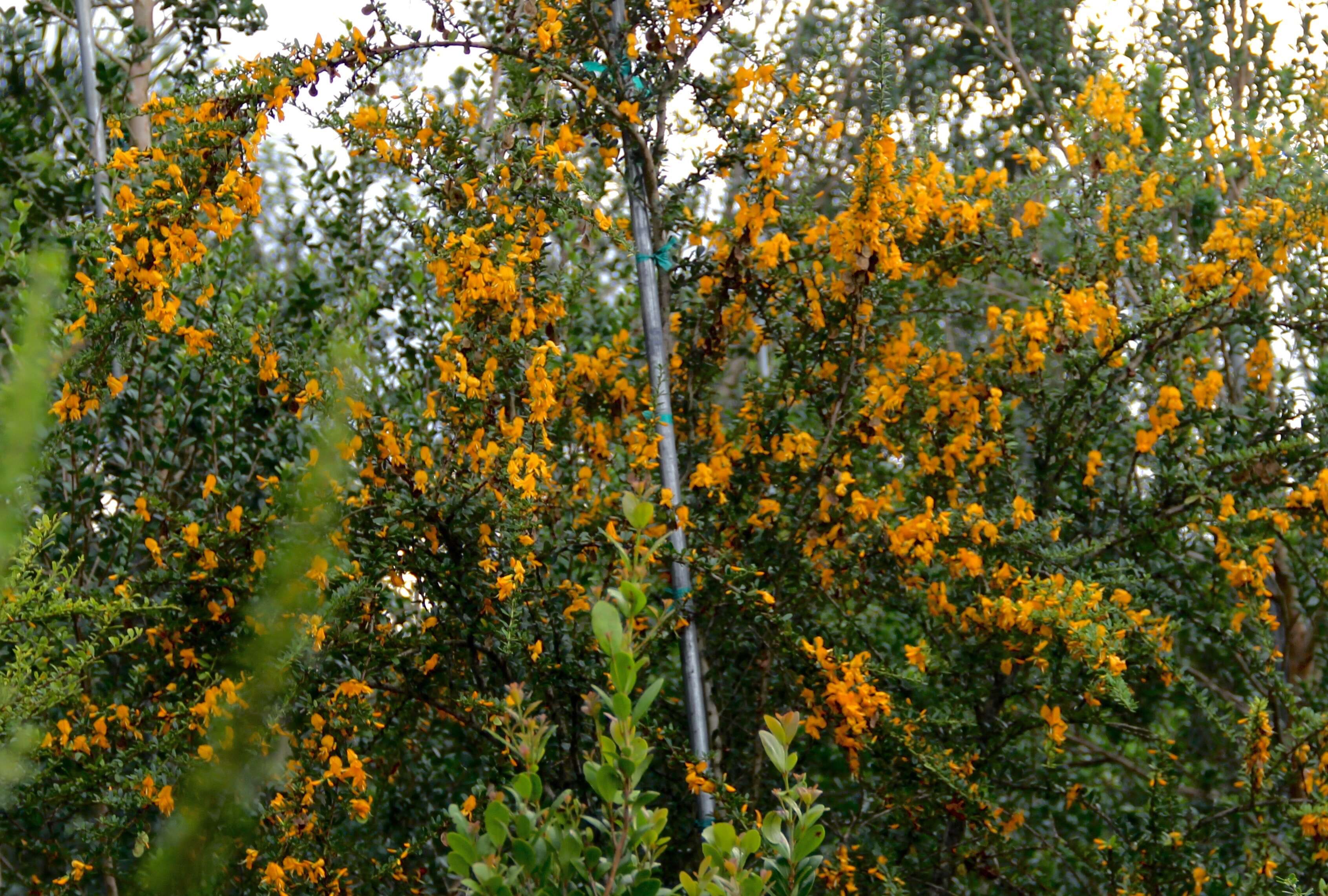 Image of West indian ebony