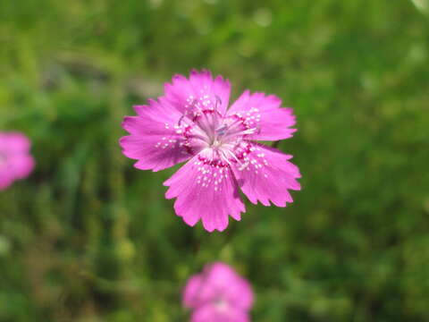 Image of maiden pink