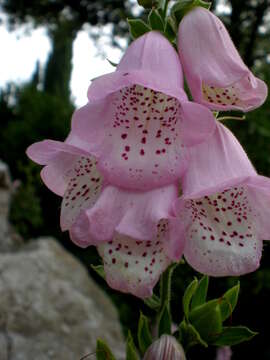 Imagem de Digitalis minor L.