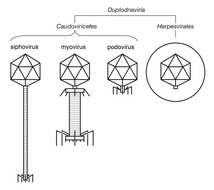 Image de Herpesvirales