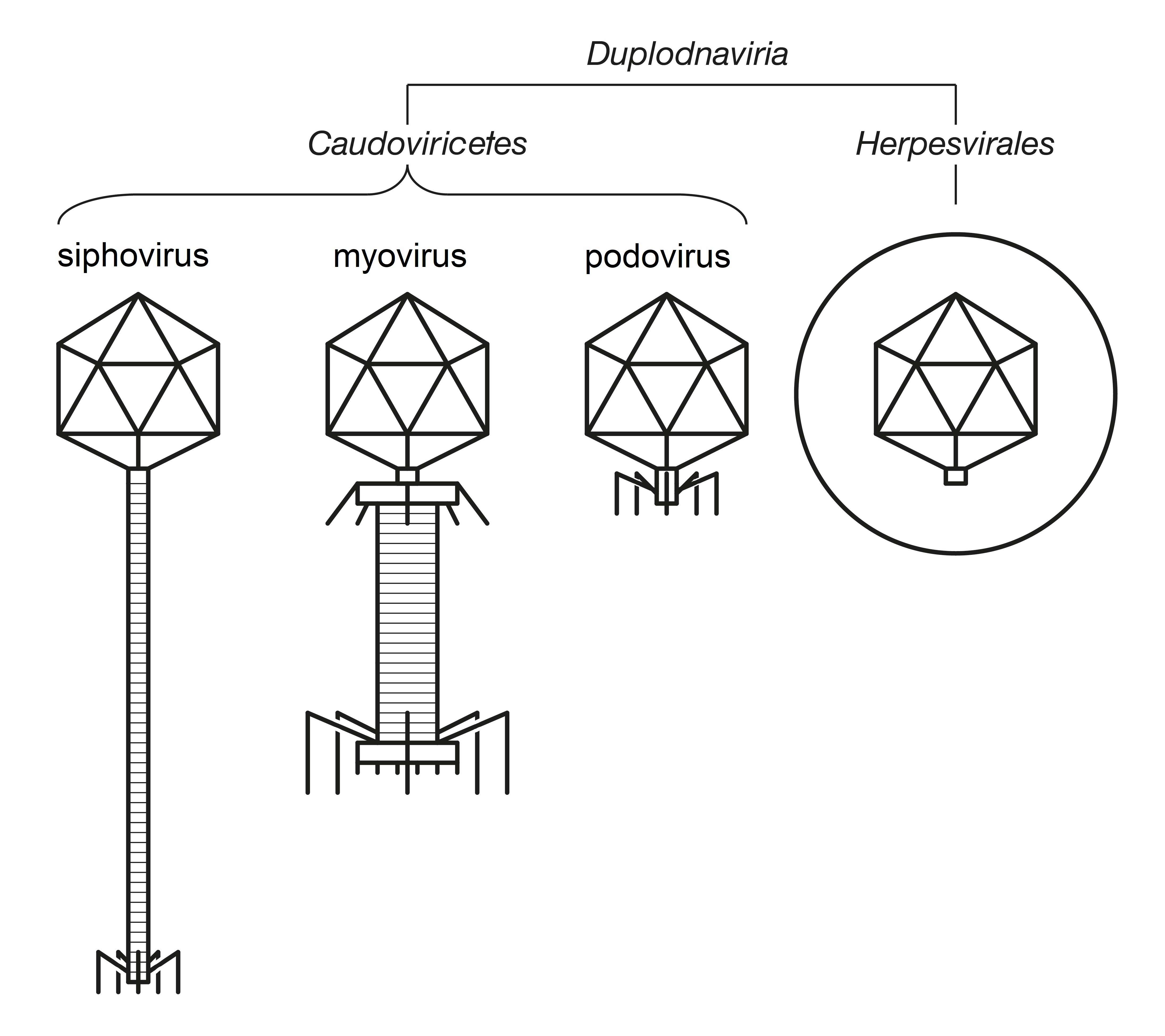 Image de Herpesvirales