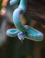 Image of White-lipped island pitviper