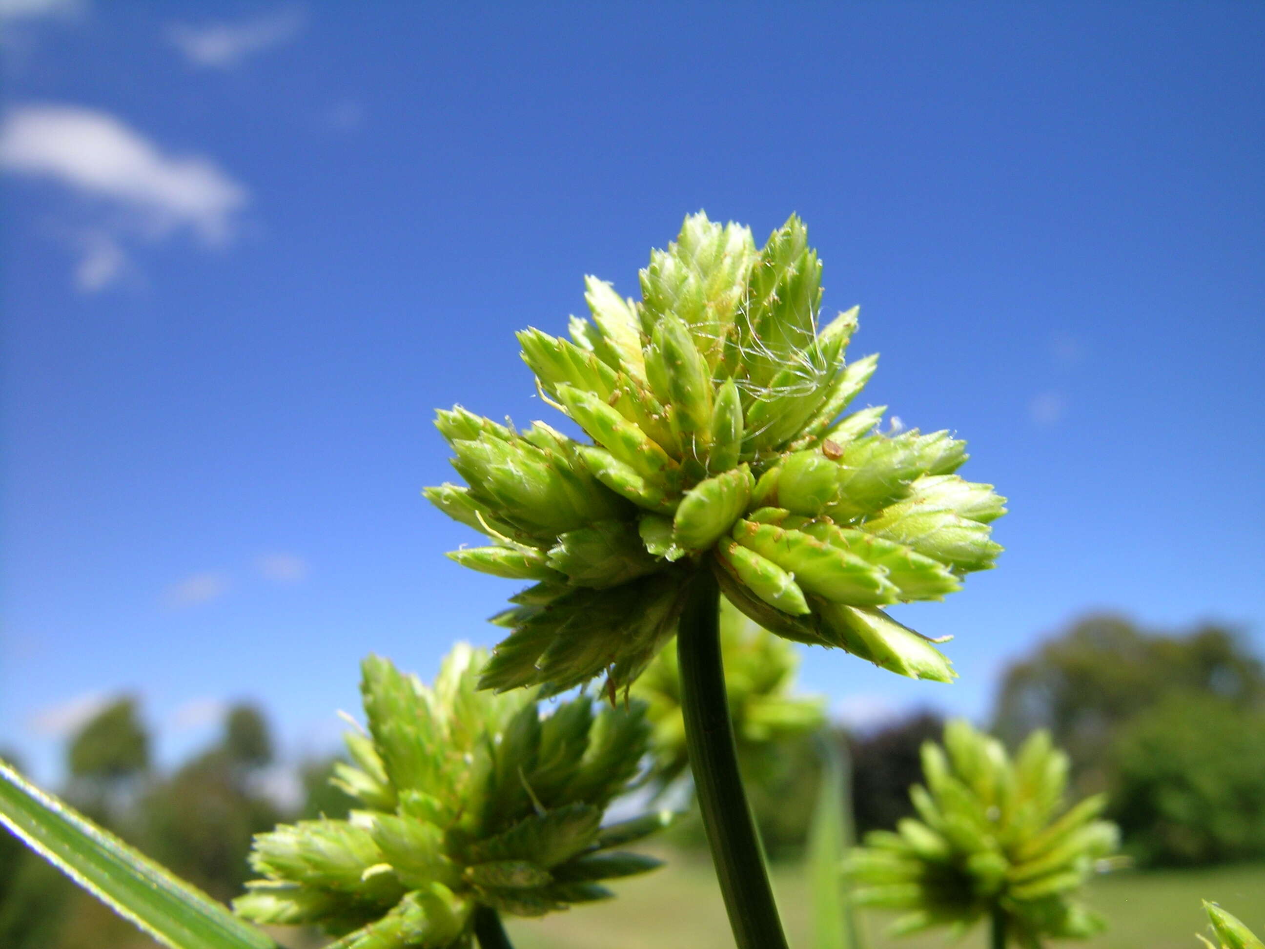 Слика од Cyperus eragrostis Lam.