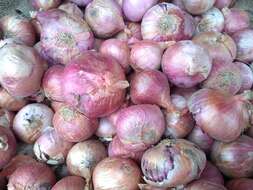 Image of garden onion