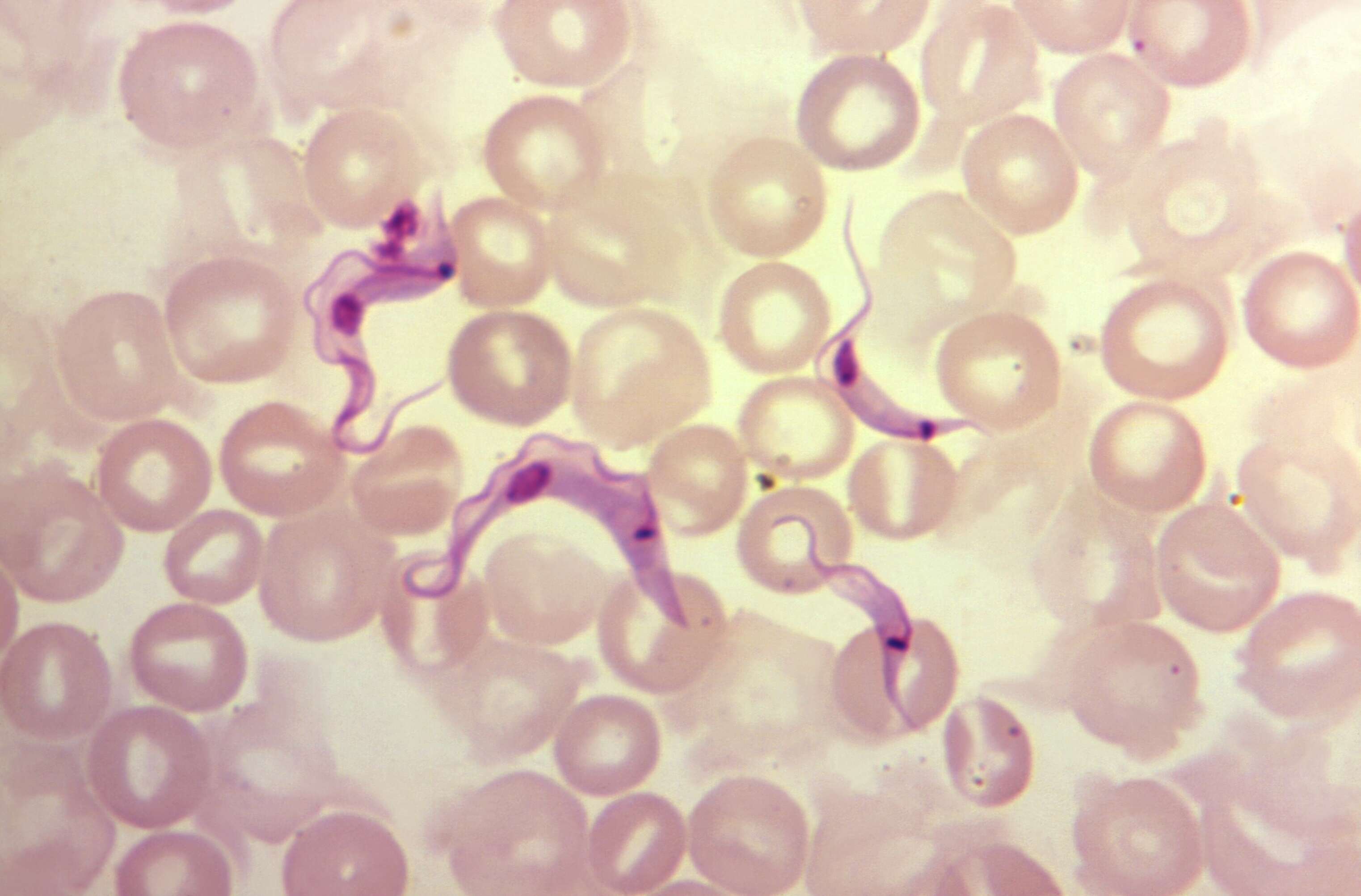 Image de Trypanosoma subgen. Schizotrypanum