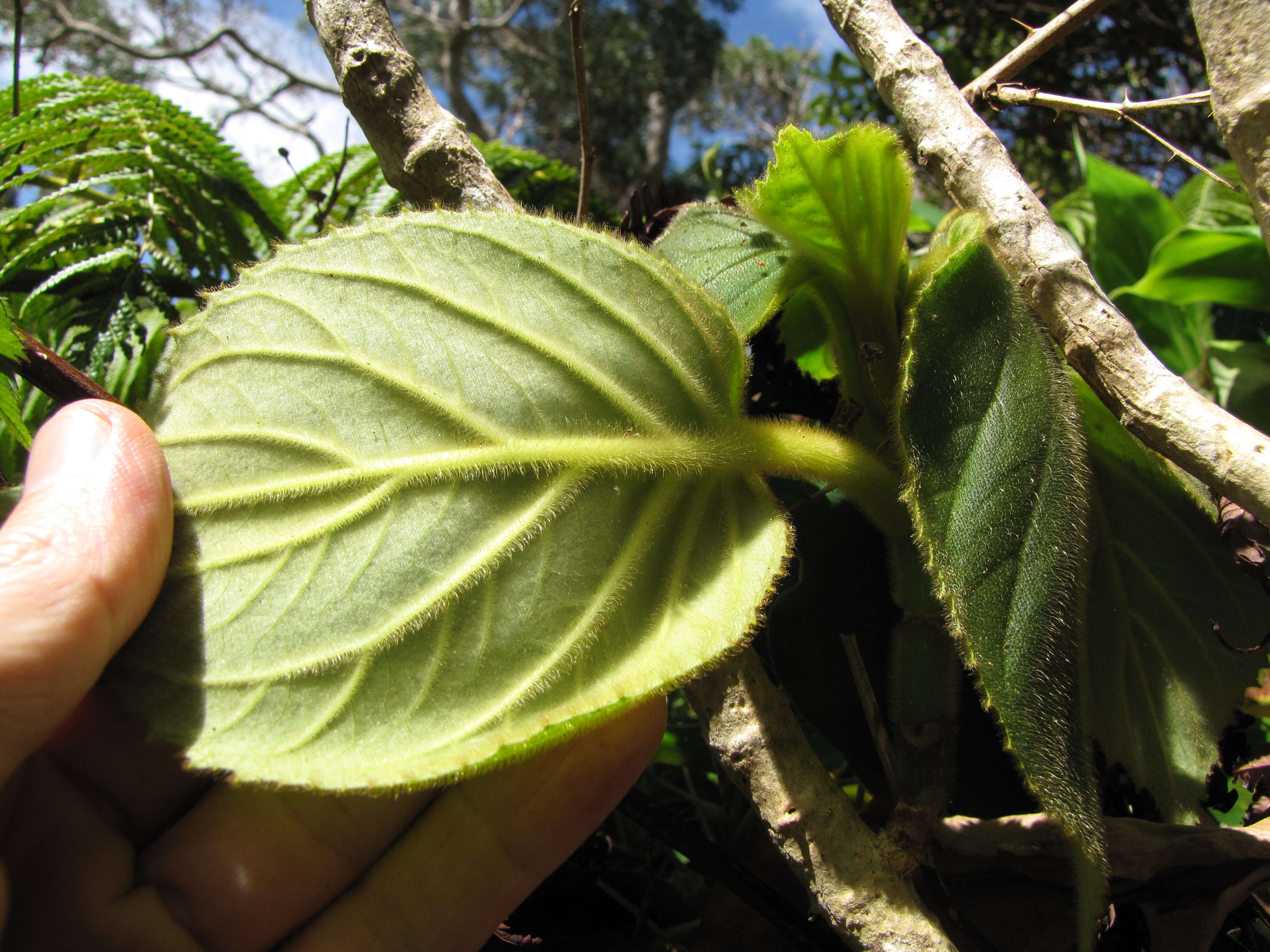 Sivun Cyrtandra platyphylla A. Gray kuva