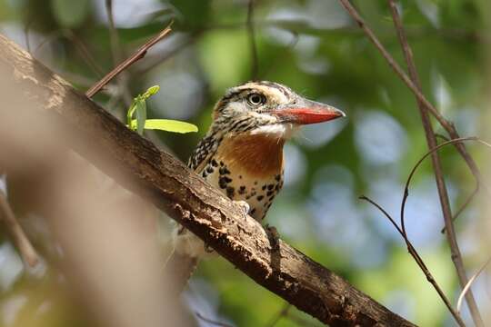 Image of Caatinga Puffbird