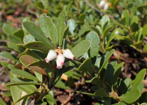 Image of bearberry