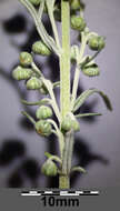 Image of Roman wormwood