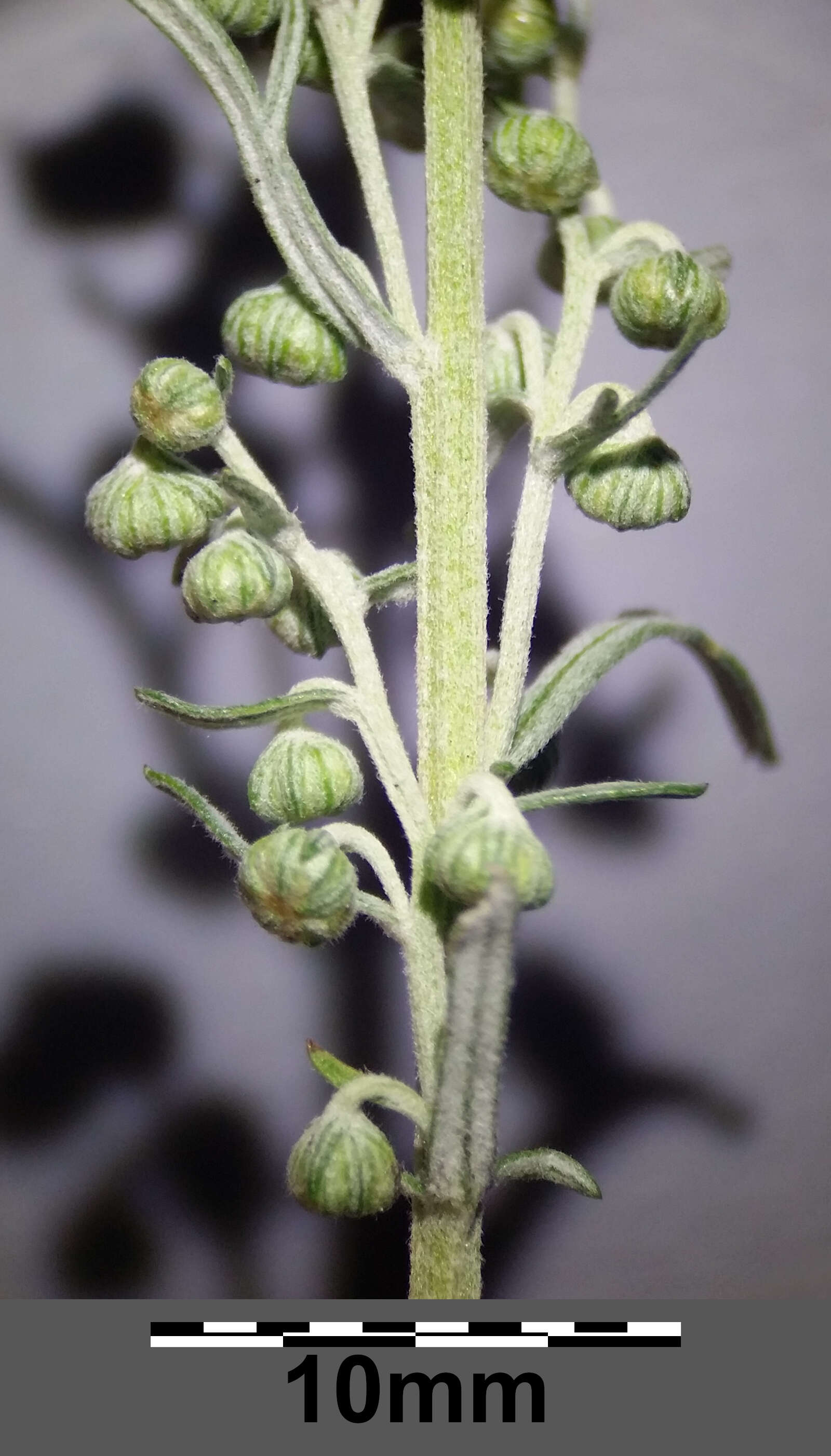 Image of Roman wormwood