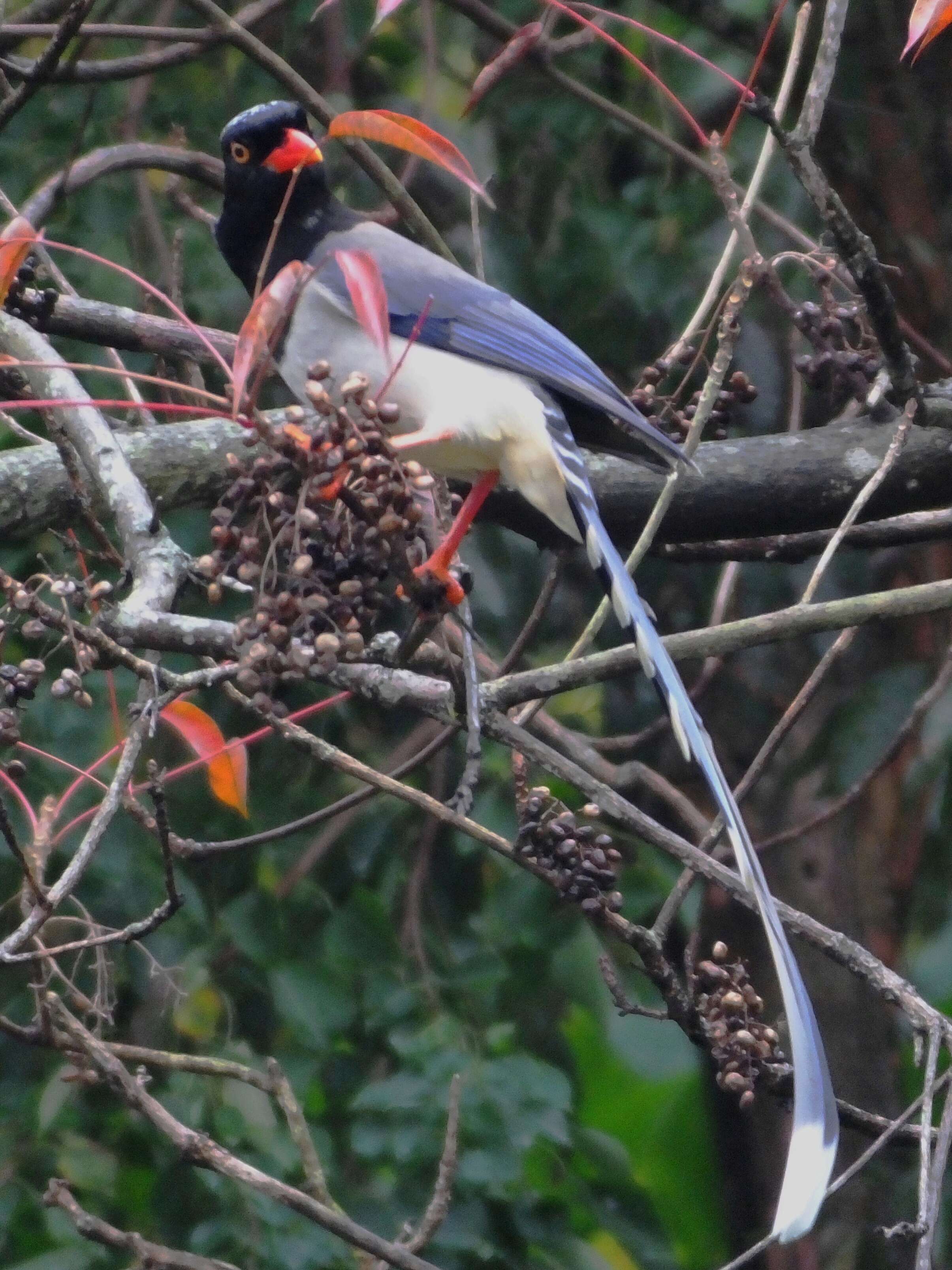 Image of Blue Magpie