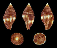 Image of Pseudonebularia cucumerina (Lamarck 1811)