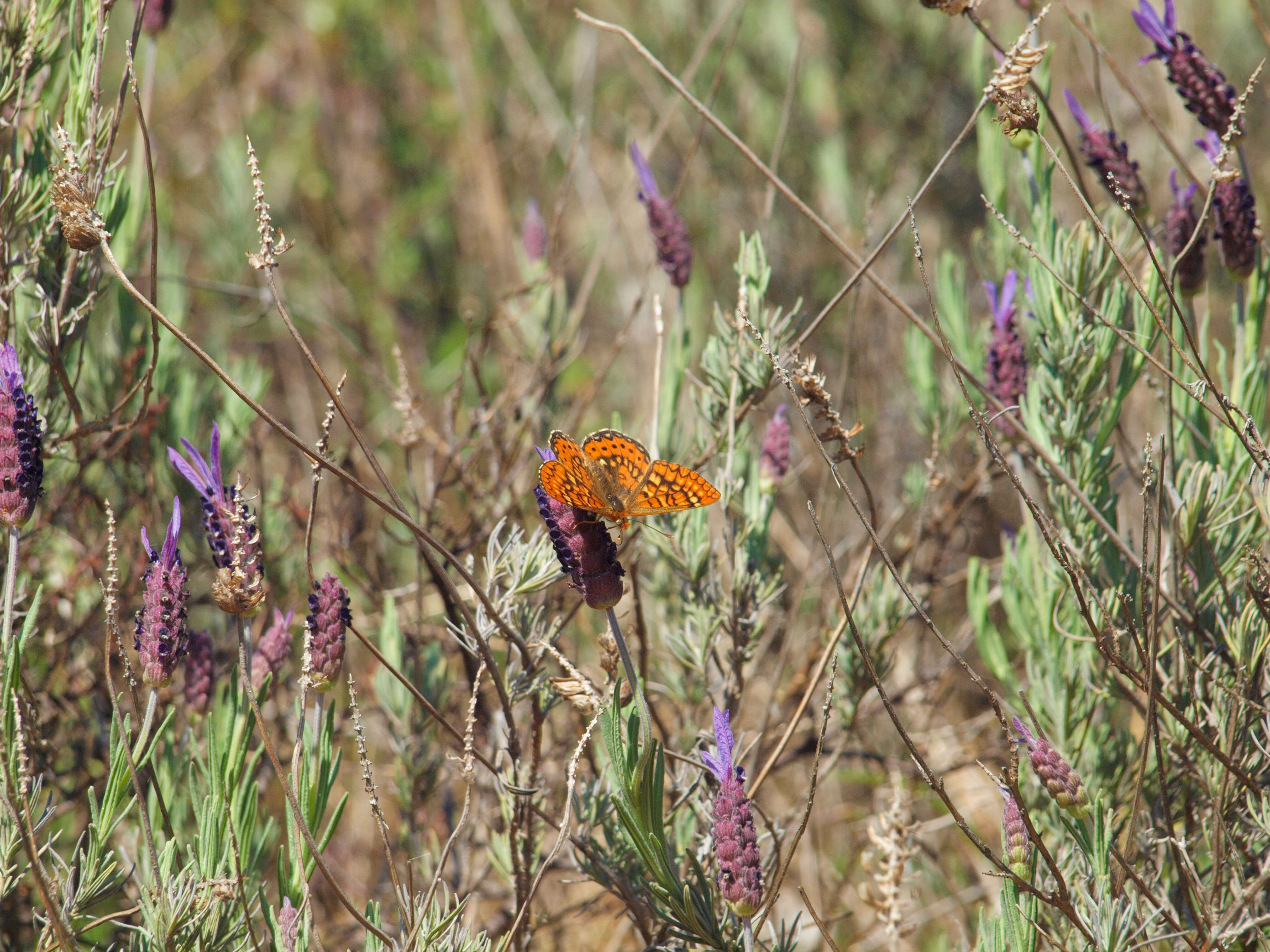 Imagem de Lavandula pedunculata (Mill.) Cav.