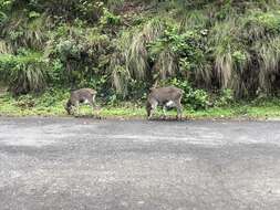 Image of Nilgiritragus Ropiquet & Hassanin 2005