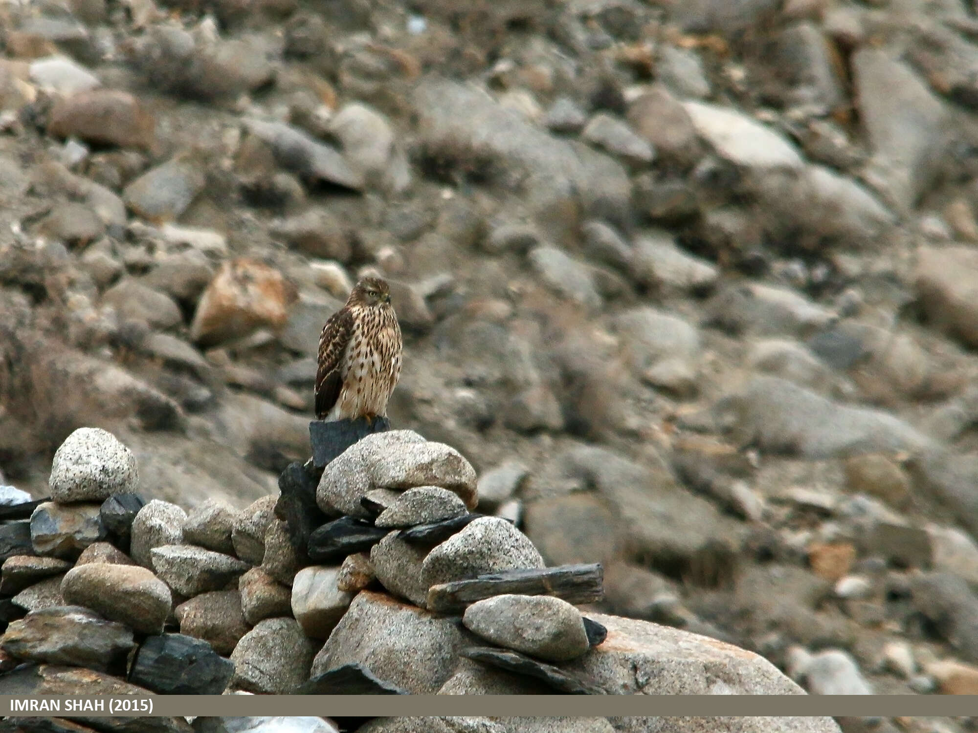 Image of Eurasian Goshawk