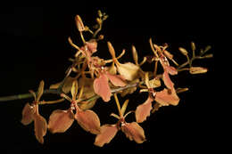 Image of Red Vanda Orchid