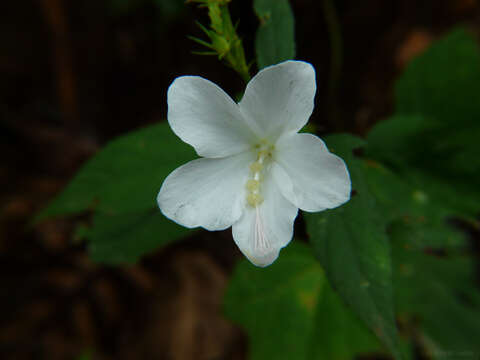 Imagem de Hibiscus hirtus L.