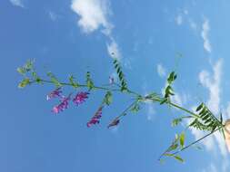 Image of fodder vetch