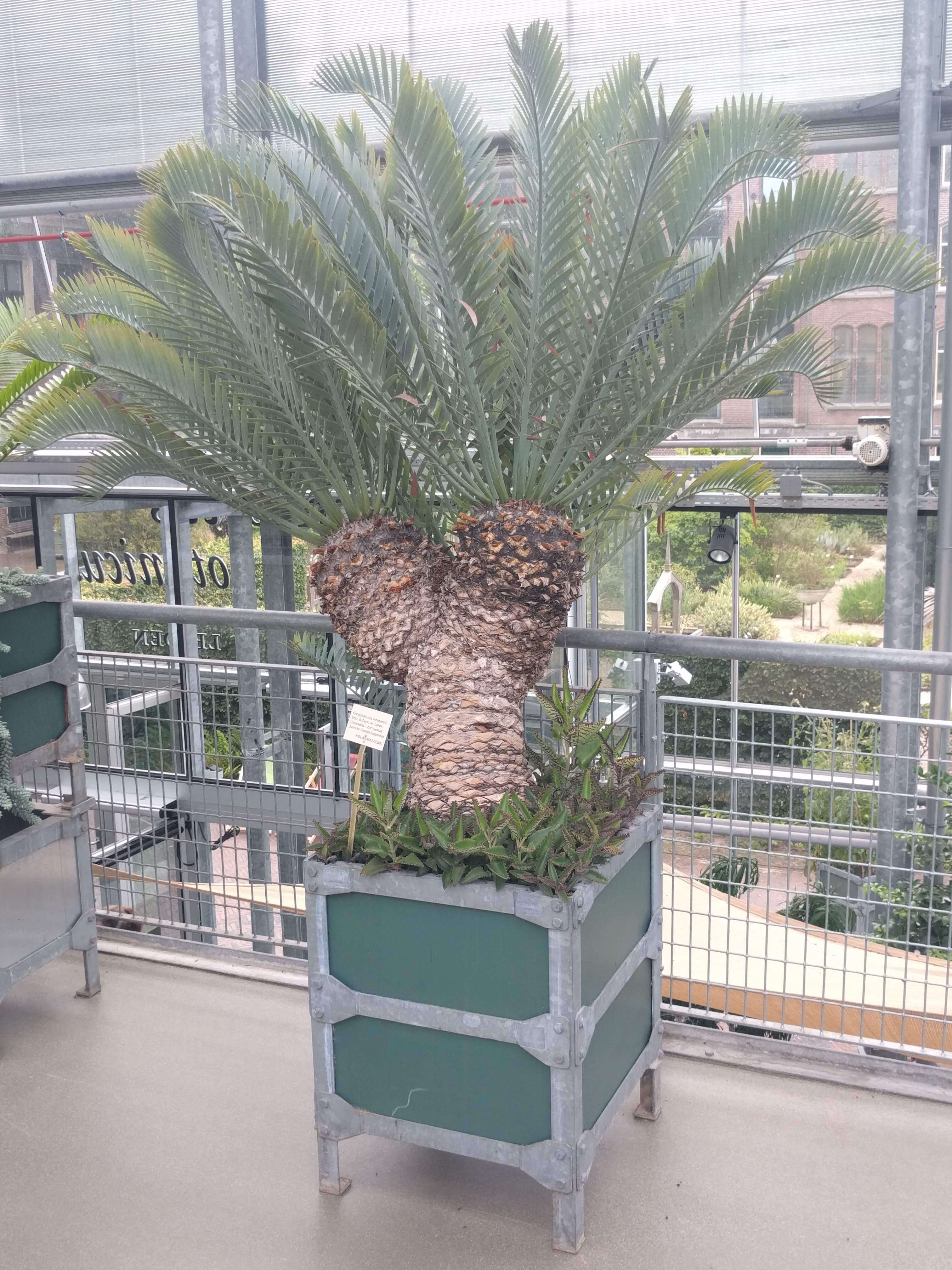 Image de Encephalartos lehmannii Lehm.