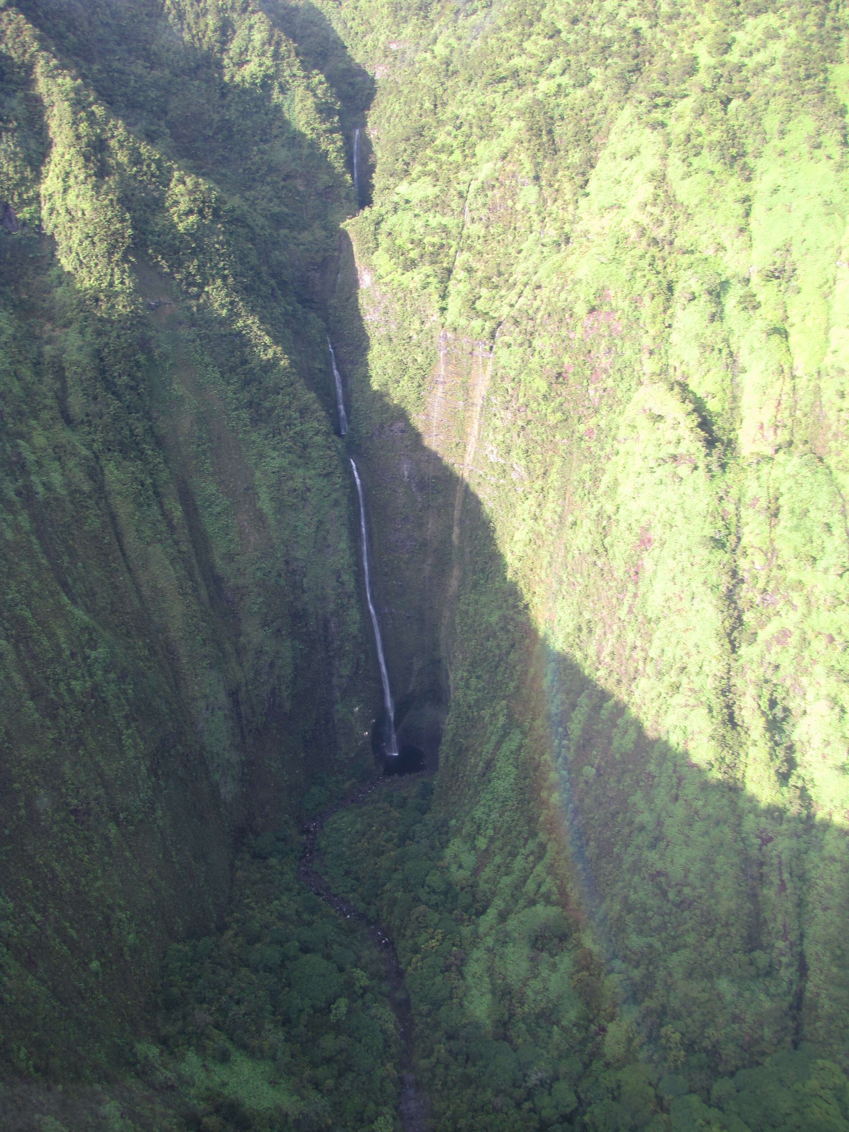 Image of naupaka kuahiwi