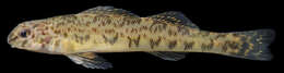 Imagem de Etheostoma blennioides Rafinesque 1819