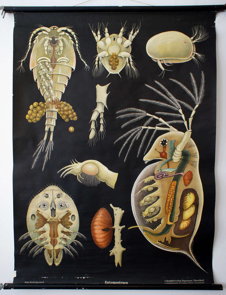 Image of oligostracan crustaceans