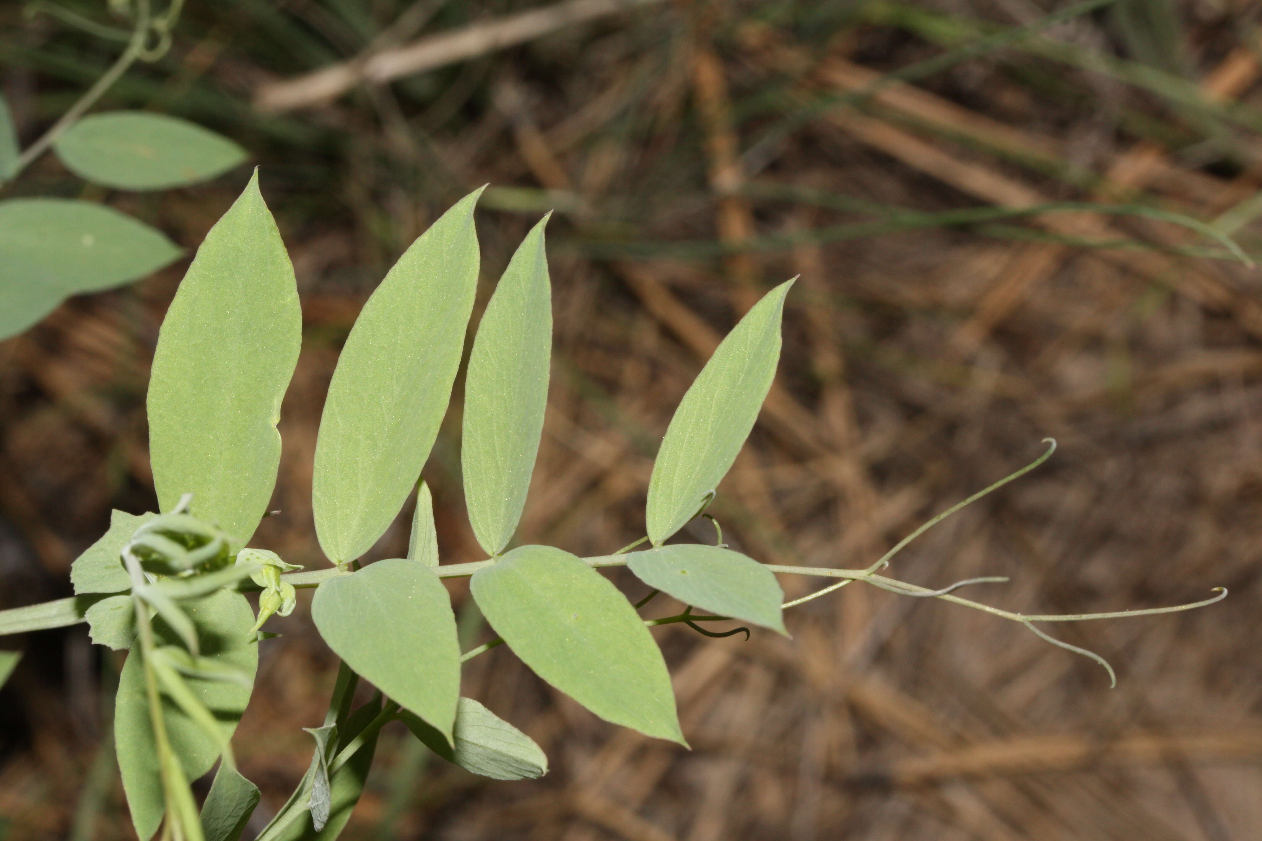 Image of fewflower pea