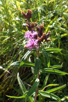 Image of prairie ironweed