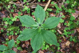 Image of herb Paris