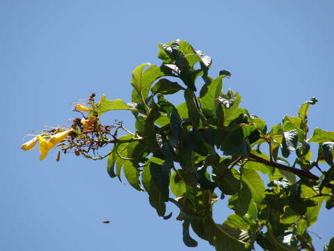 Image of Yellow bells