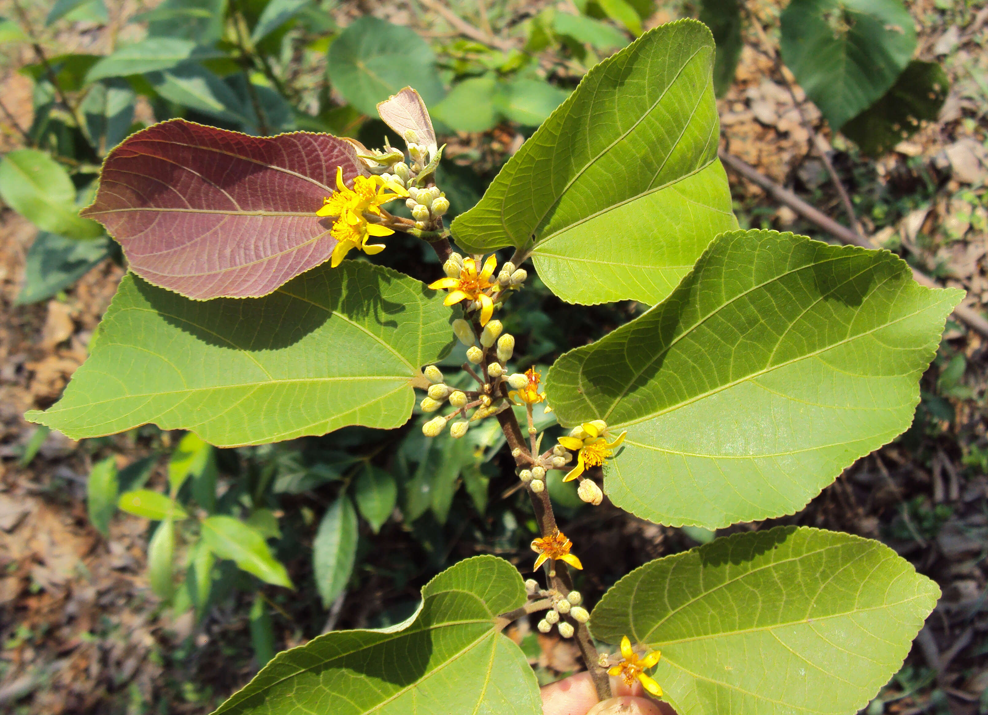 Image of Grewia tiliifolia Vahl