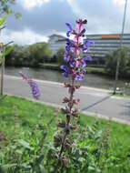 Imagem de Salvia nemorosa L.