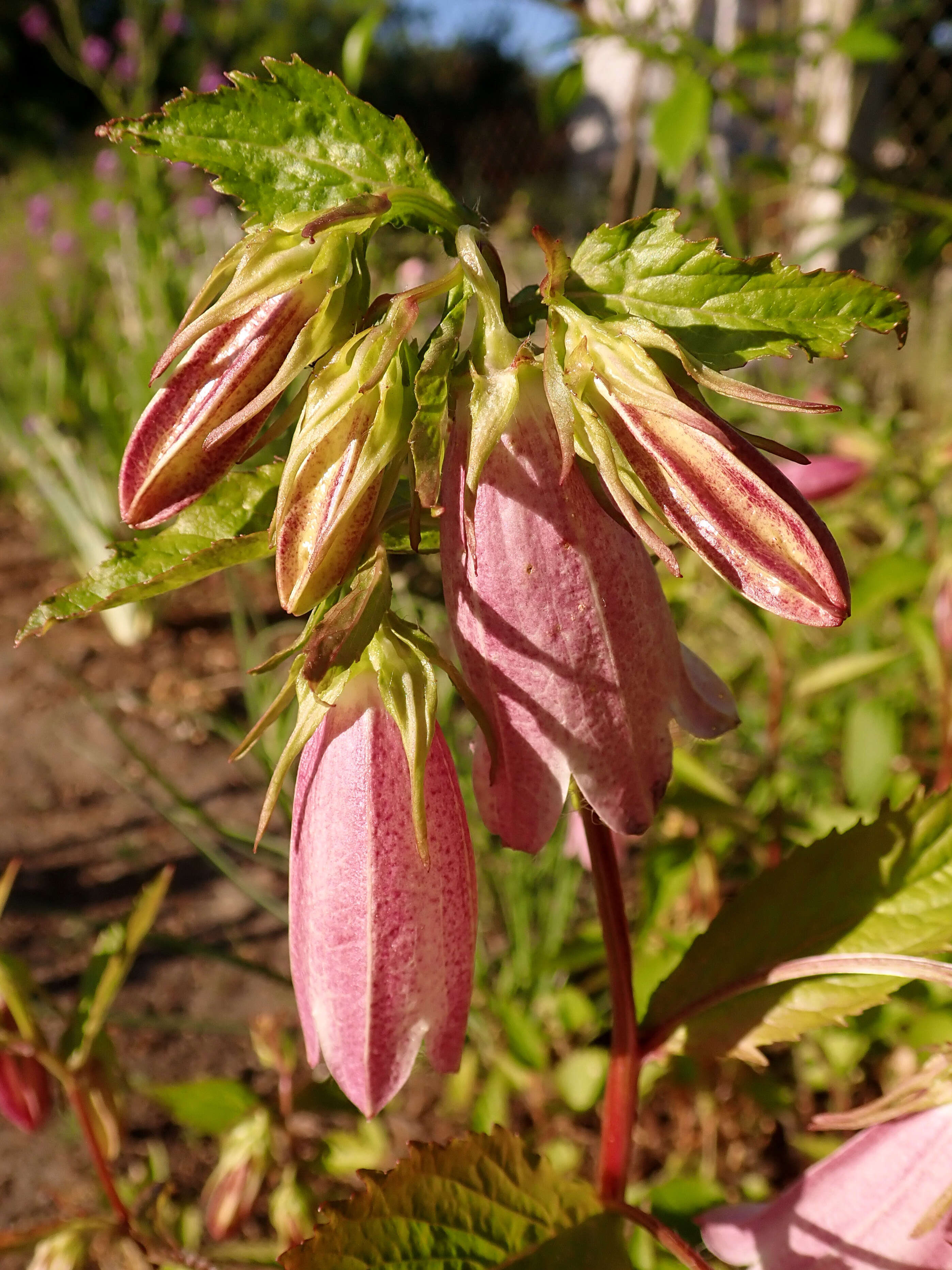 Image of Campanula punctata var. punctata