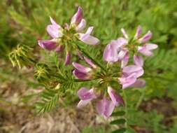 Image of crown vetch