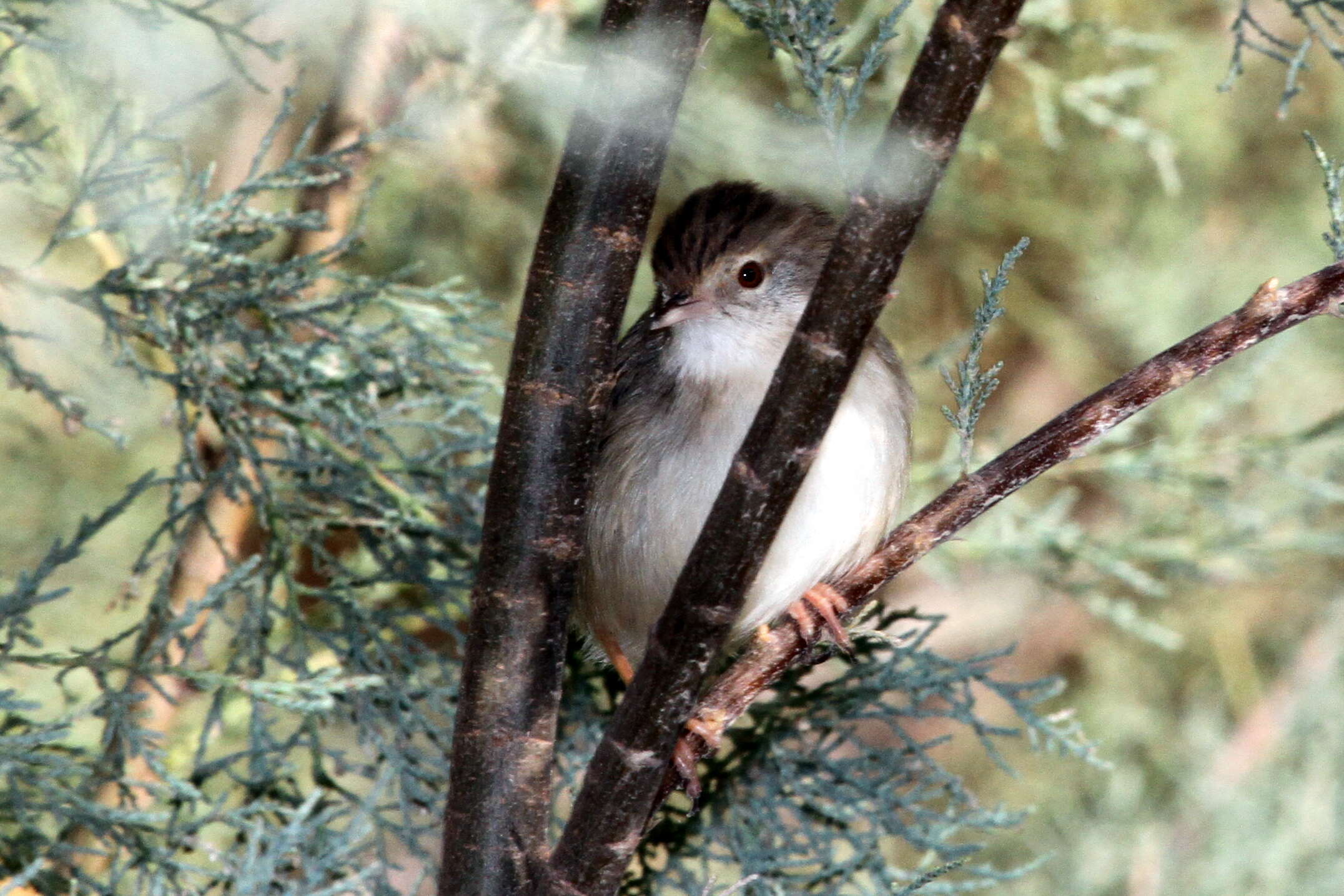 Image of Graceful Prinia