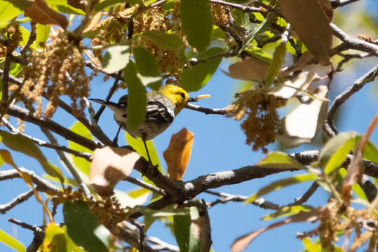 Image of Hermit Warbler