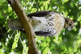 Image of Red-tailed Hawk