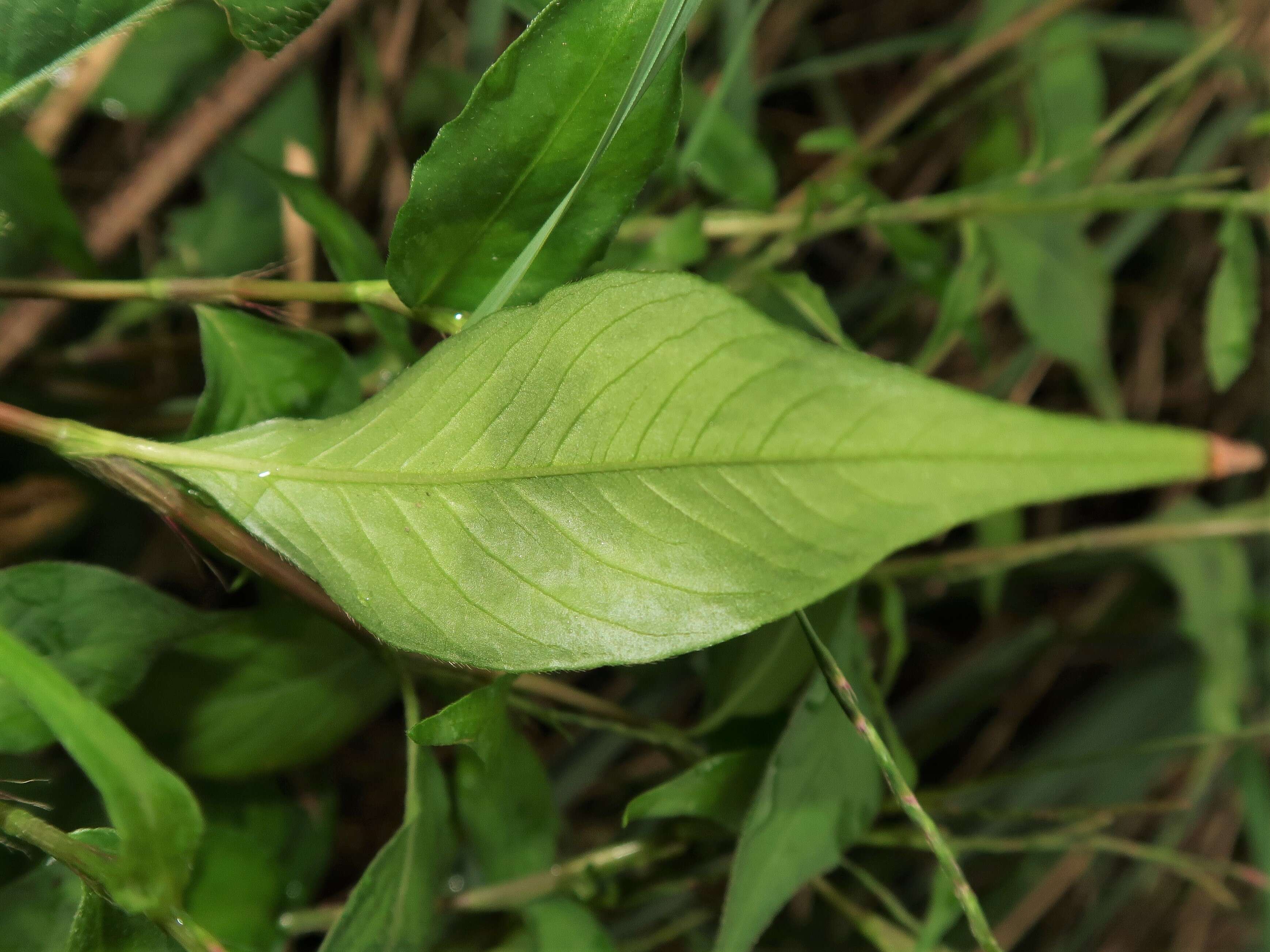 Image of Oriental Lady's-Thumb