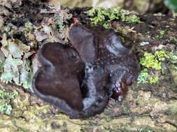 Image of Black Witches' Butter