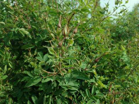 Image of Rosa beggeriana Schrenk