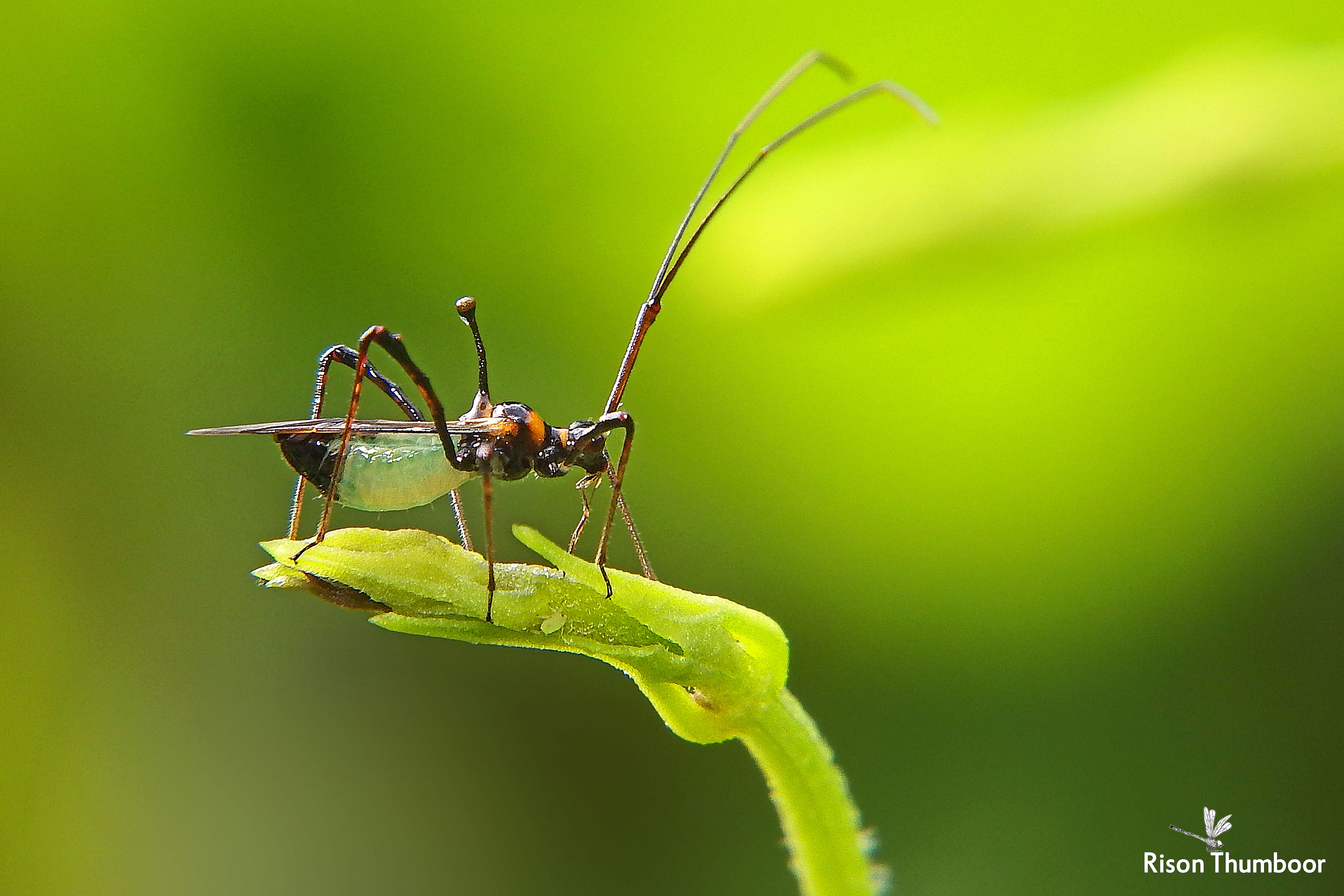 Слика од Helopeltis